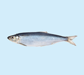 Herring