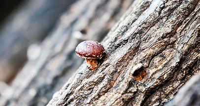 Енгиль древесный гриб